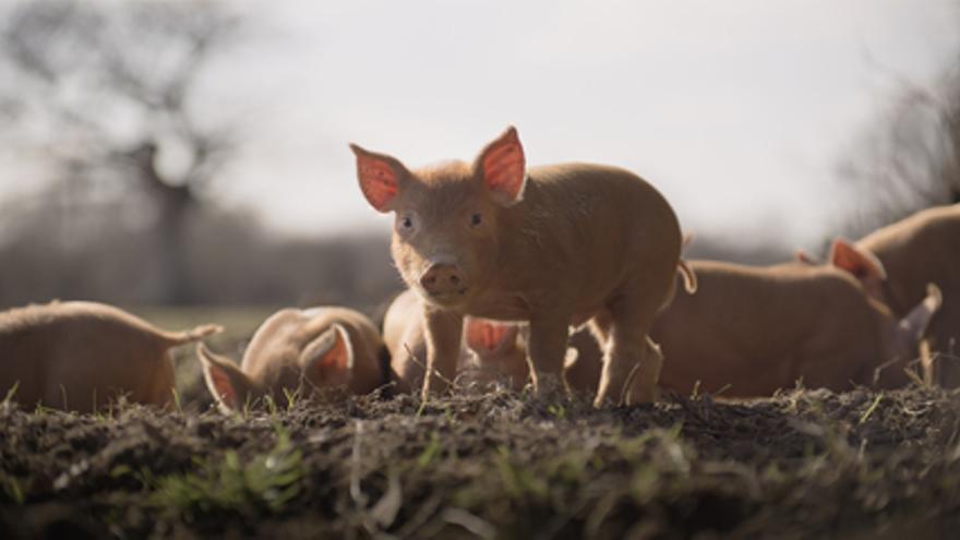 Wilding, el regreso de la naturaleza