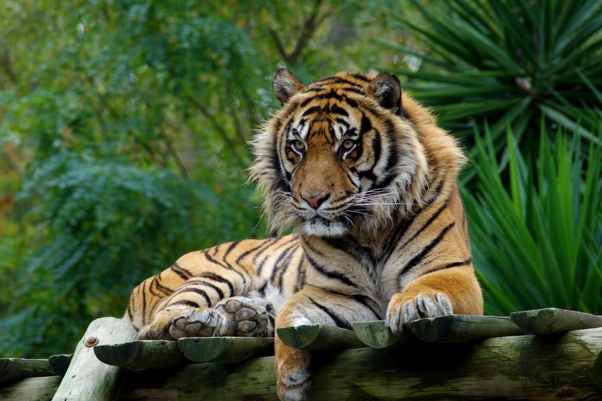 Tigre de Sumatra