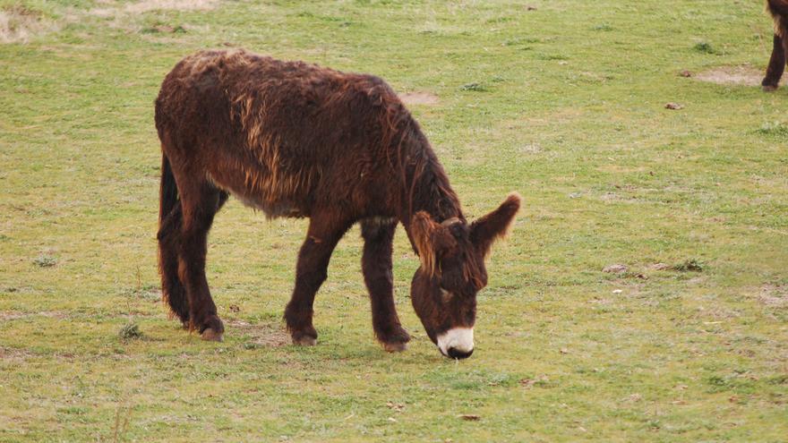 Los burros que no eran Platero