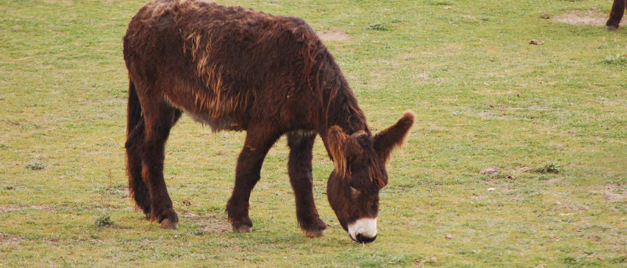 Un burro en una imagen de archivo