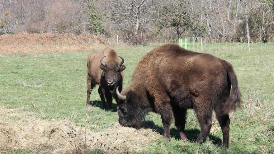 Bisontes europeos pastando en una finca de Teverga.