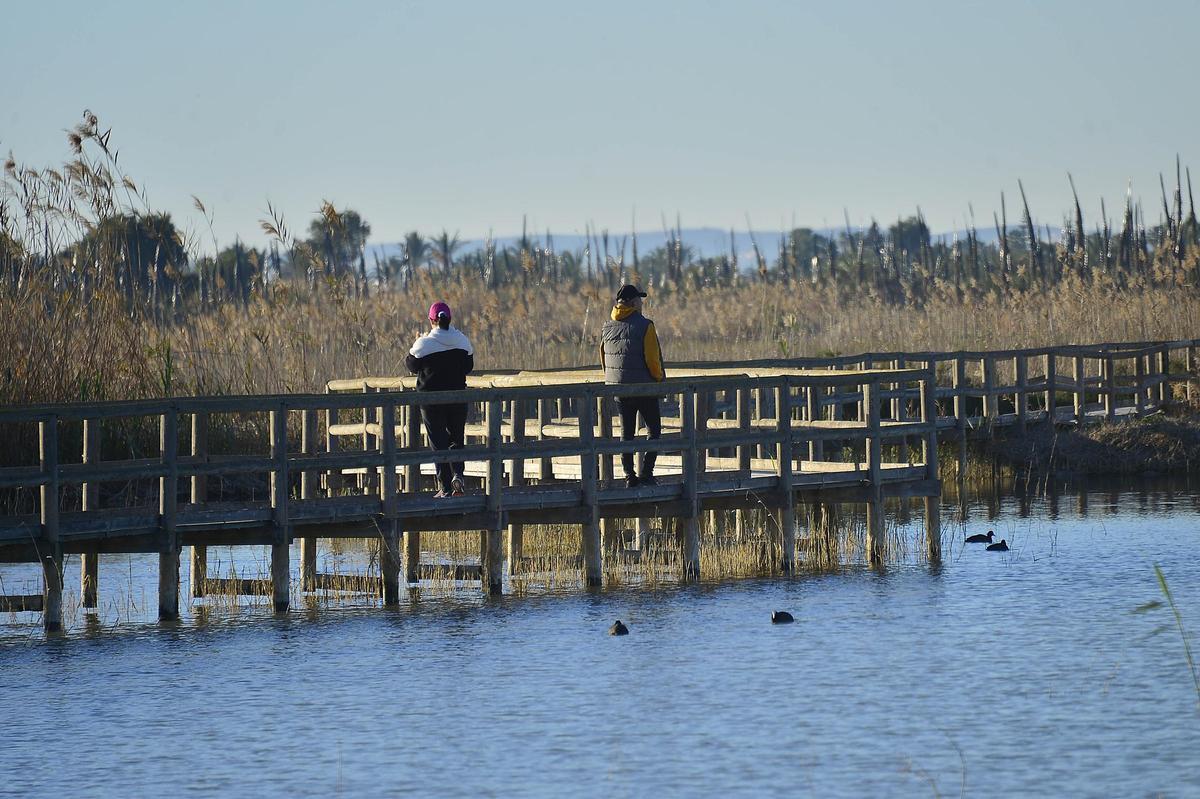 Aves nadando en el paraje de El Hondo.