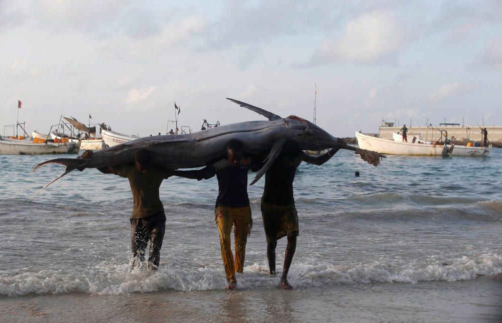 Pescadores somalíes portan un pez gigante capturado en el Océano Indico.