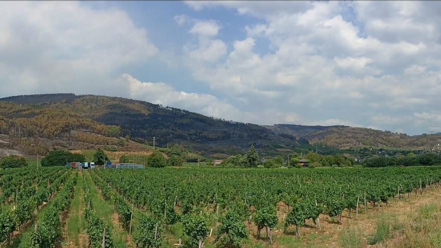 Arranca la vendimia más negra: daños por cuantificar y un paisaje calcinado