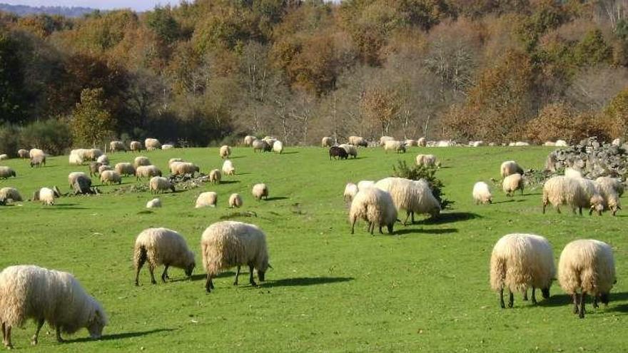 La alimentación de la ovejas es básicamente hierva natural. // FdV