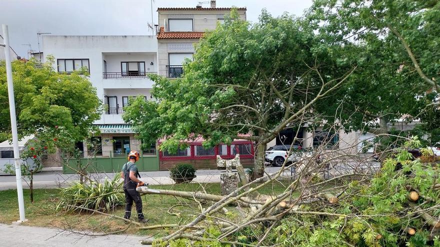 Un informe técnico recomienda sanear y controlar los árboles del paseo de Banda do Río tras la caída de uno de ellos en junio