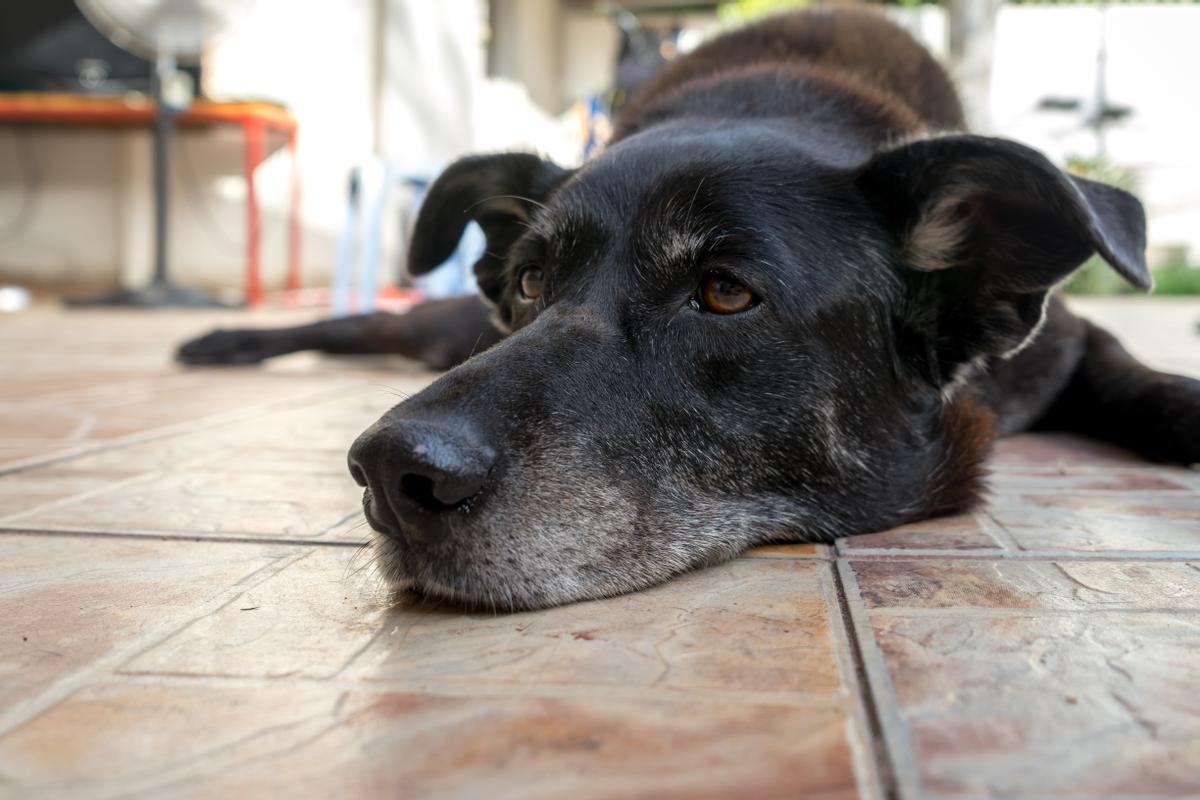 Condroprotectores para perros: la clave para mantener a raya el dolor articular y disfrutar de una vida activa