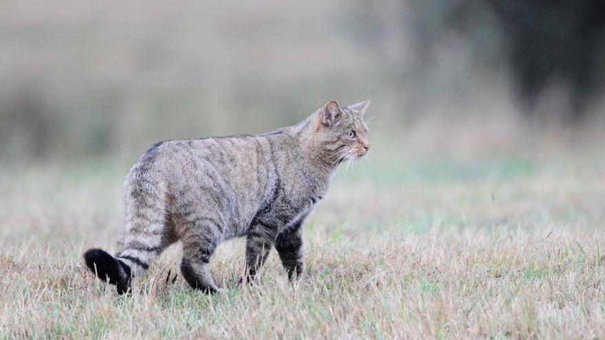 Gato montés