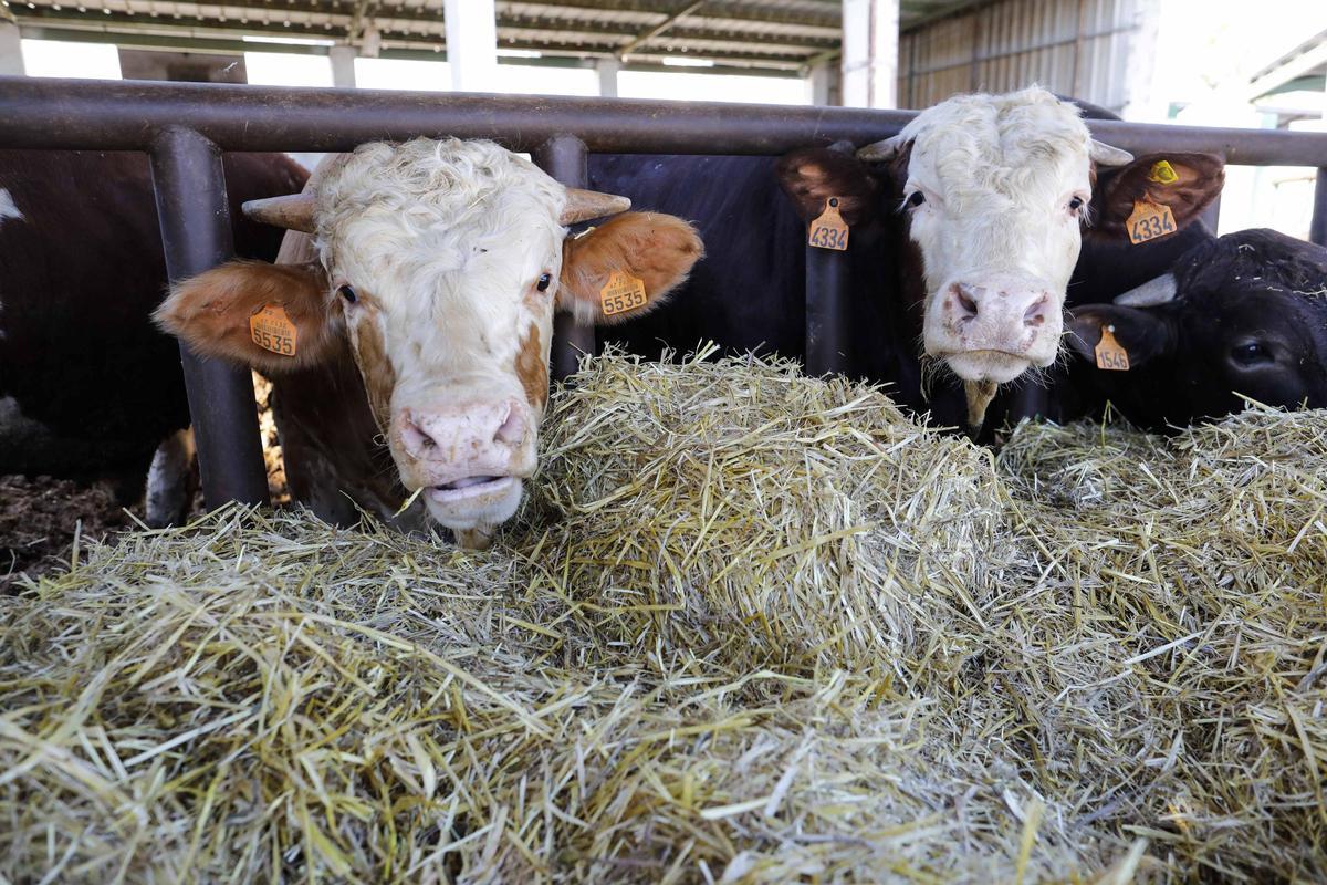 Las 352 explotaciones de bovino de Castellón siguen en vilo ante el temor de contagio de la dermatosis nodular.