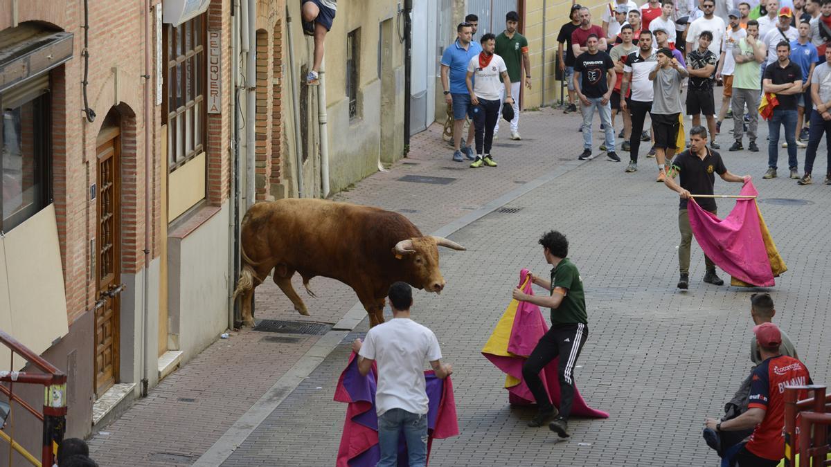 Un toro de Charamandanga en una fiestas pasadas.