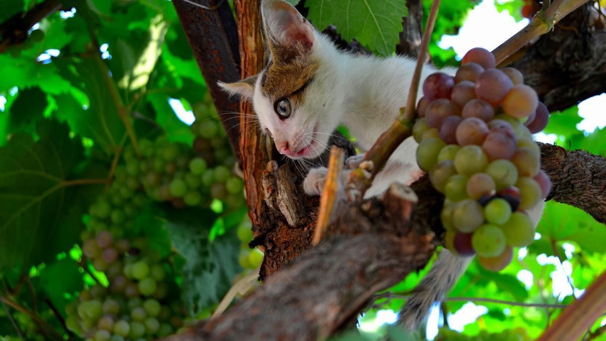 La ingesta de uvas es perjudicial para los gatos.