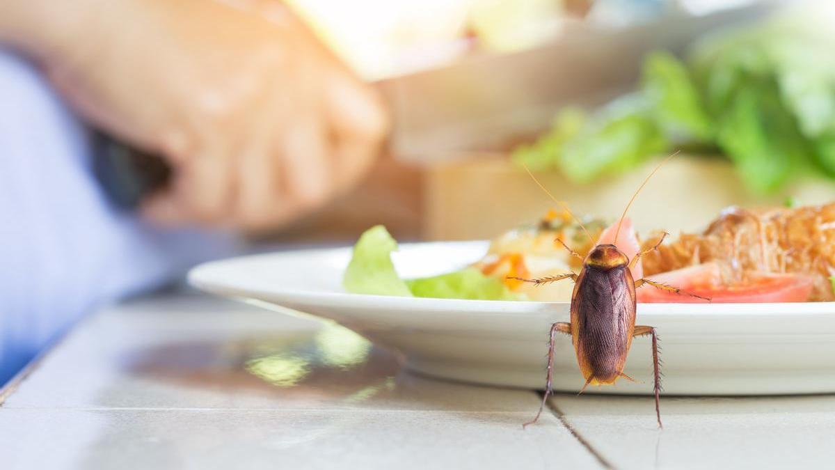 Blattodea | Las cucarachas pueden suponer un problema de higiene en tu cocina