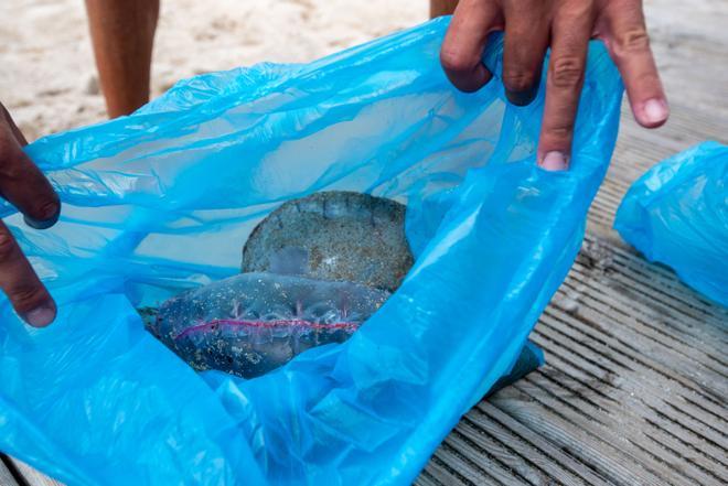 Prohibido el baño en el Orzán por la presencia de carabelas portuguesas