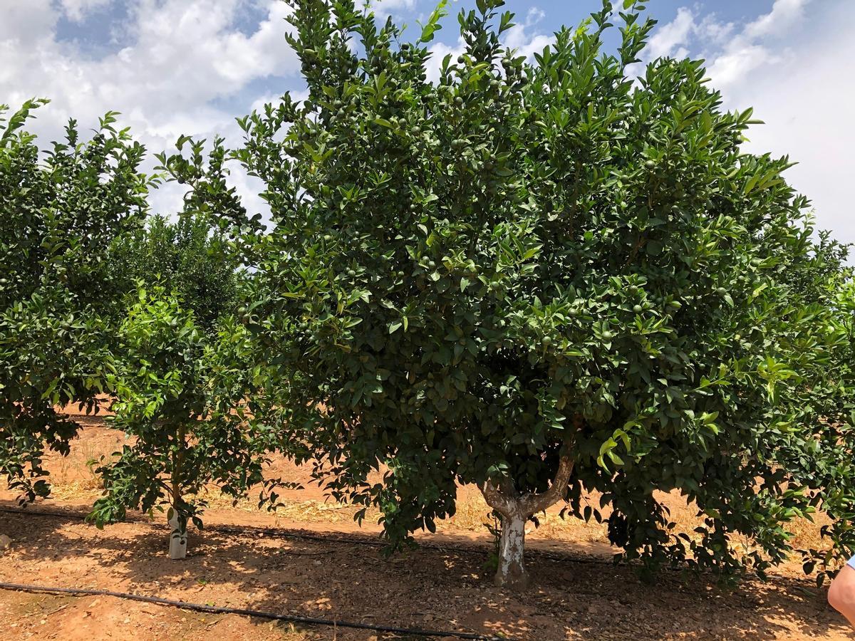 Finca de la mandarina Tang Gold en el Valle del Guadalquivir.