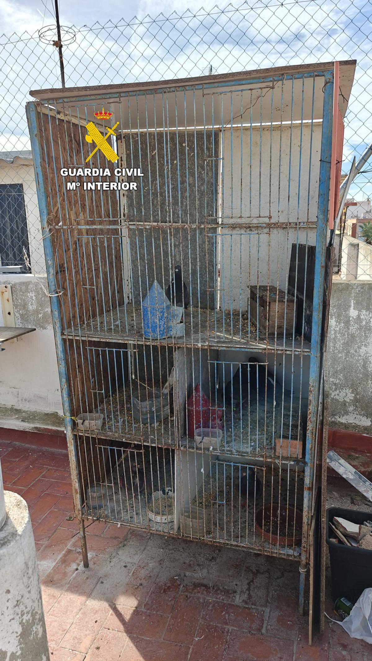 Uno de los palomos, en la azotea de Almassora en la que estaban.