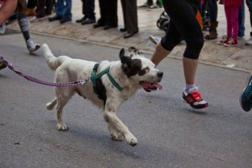 La 43 edición del Medio Maratón de Elche fue todo un éxito