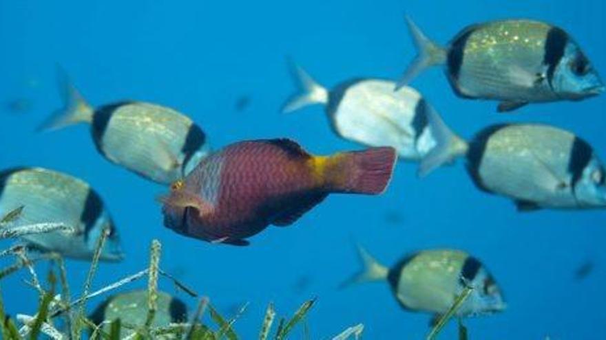 Un ejemplar de pez loro, esta semana en Formentera.