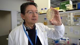 Las bacterias pueden aprender a interpretar el código morse