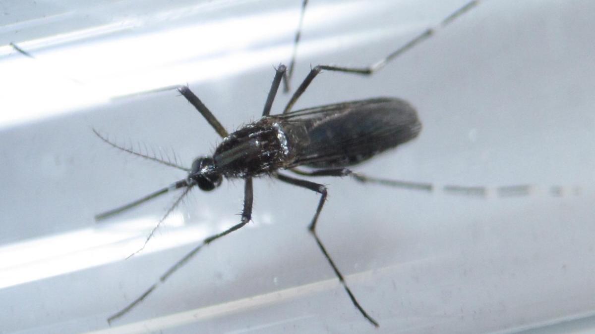 File photo of an Aedes aegypti mosquitoe inside a test tube as part of a research on preventing the spread of the Zika virus at a control and prevention center in Guadalupe