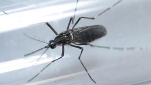 Un mosquito Aedes aegypti, vector del virus del zika, captado en Monterrey (México).