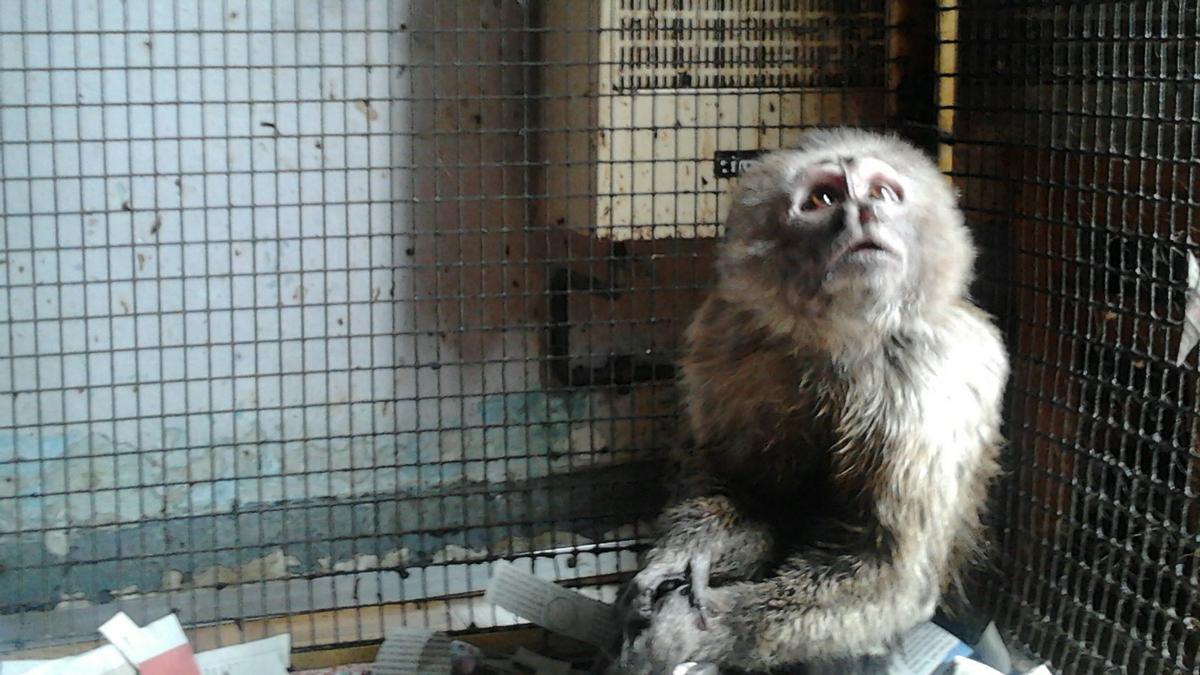 Linito, el mono capuchino rescatado en Barcelona, en la jaula del piso donde ha pasado 35 años encerrado.