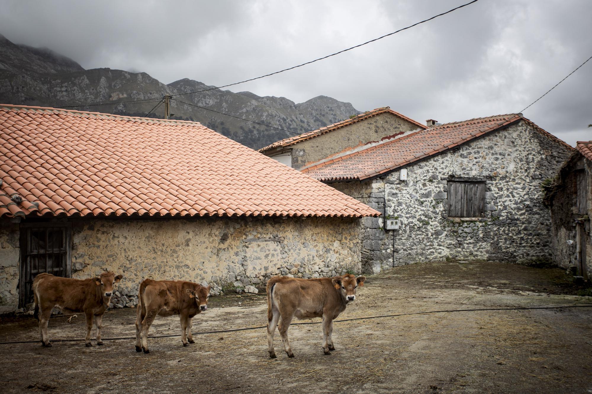 Asturianos en Peñamellera Alta: un recorrido por el municipio