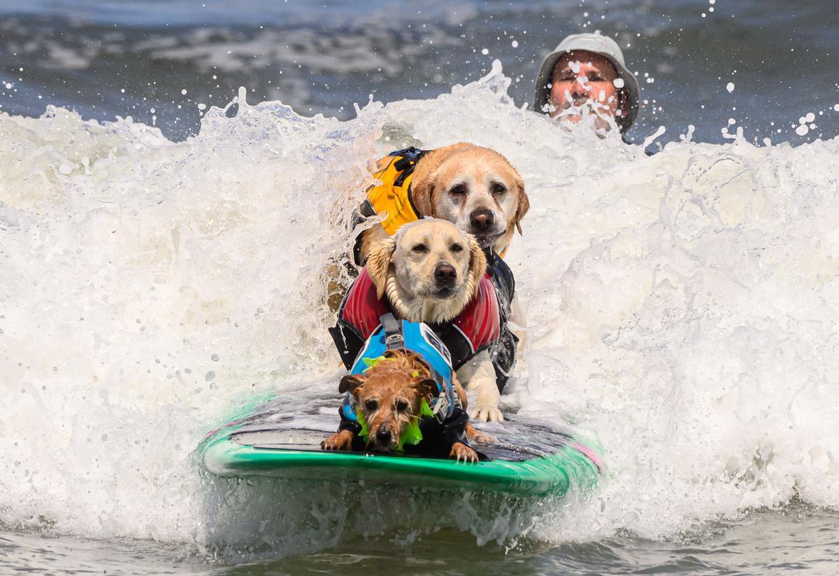 Hicieron un torneo de perros surfistas en California