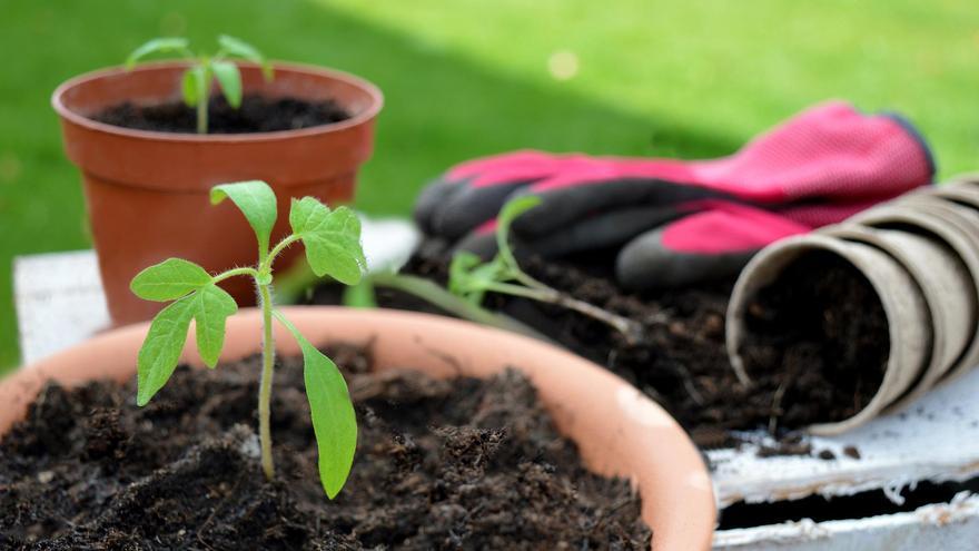 Cómo plantar semillas de tomate en maceta, paso a paso