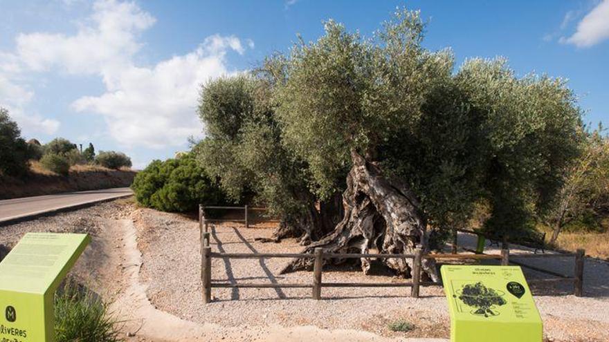 Plan para proteger los árboles monumentales de la provincia