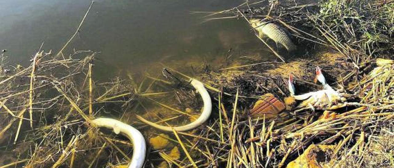 Anguilas, cangrejos y peces muertos en l’Albufera a la altura de Silla. | L-EMV