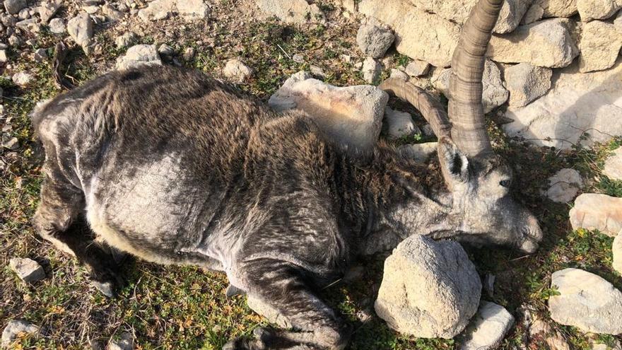 La sarna extingue las cabras hispánicas en el norte de Castellón