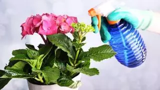 La regla de los tres momentos para regar las plantas y evitar que sufran durante una ola de calor