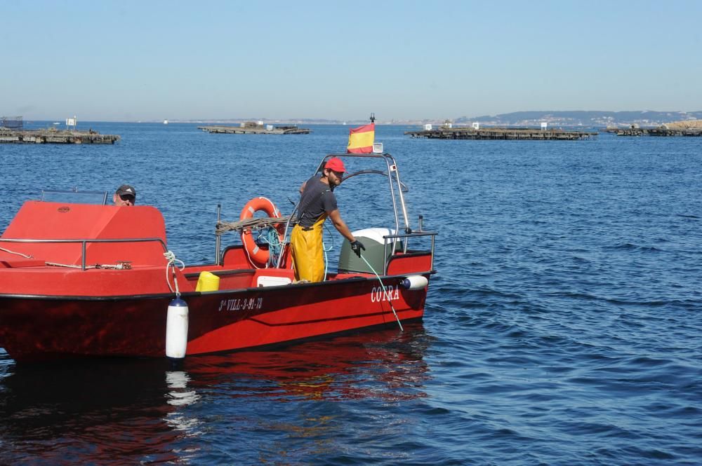 El pulpo, esquivo en Arousa