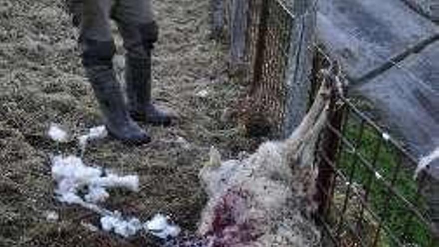 Una de las ovejas muertas, con la cría fuera del vientre.