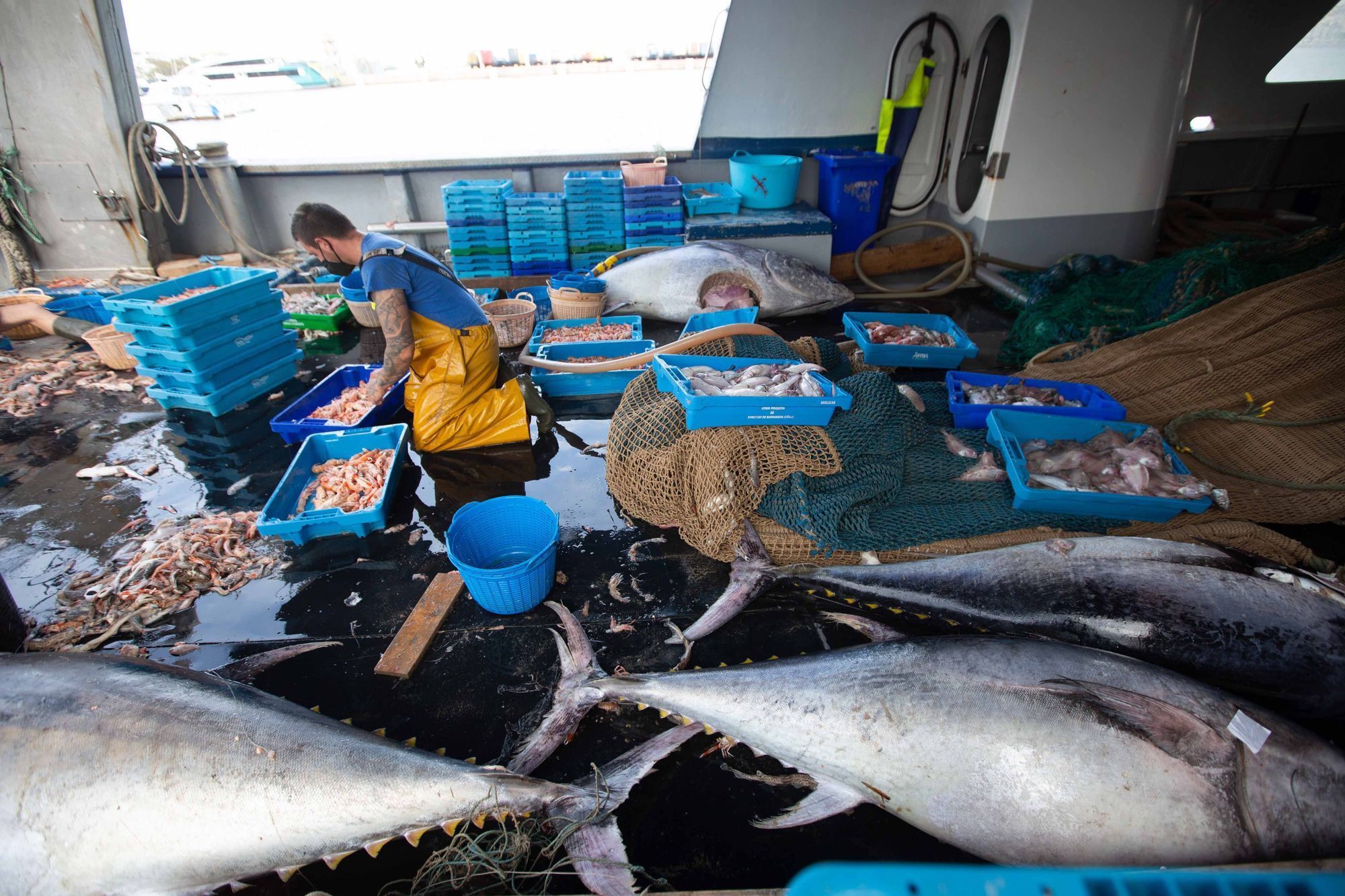 Un pescador de La Vila no sabe qué hacer con 8 atunes capturados por error en Ibiza