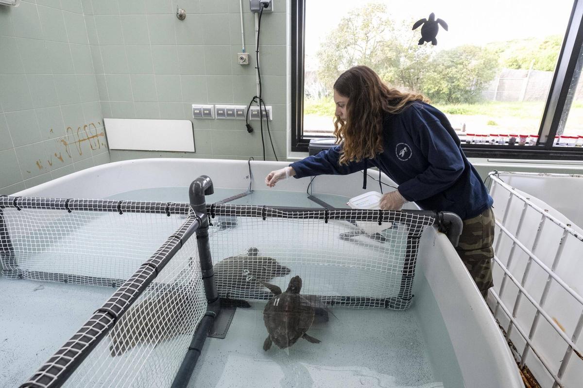 Una trabajadora del CRAM examina una de las instalaciones donde habitan las tortugas rescatadas.