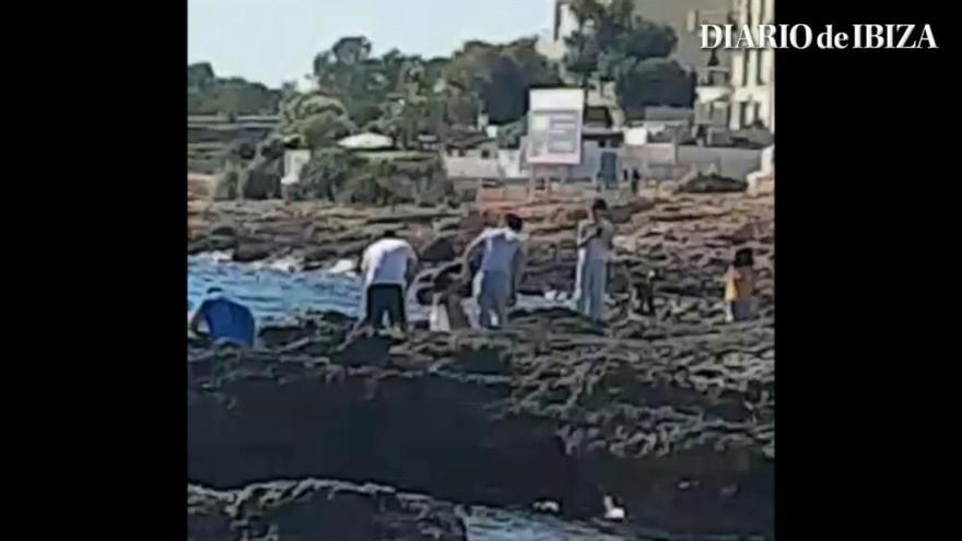 El Consell de Ibiza multa a varias personas por recoger moluscos en rocas