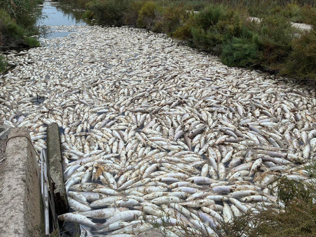 Miles de peces se pudren en la Partida de Carrizales.