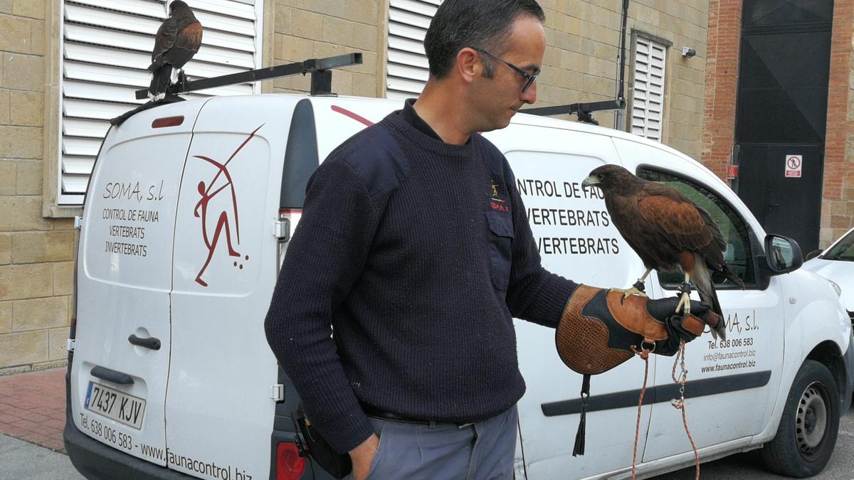 Un cetrero con dos águilas de Harris que se emplearán para ahuyentar a palomas en Les Corts, en Barcelona.