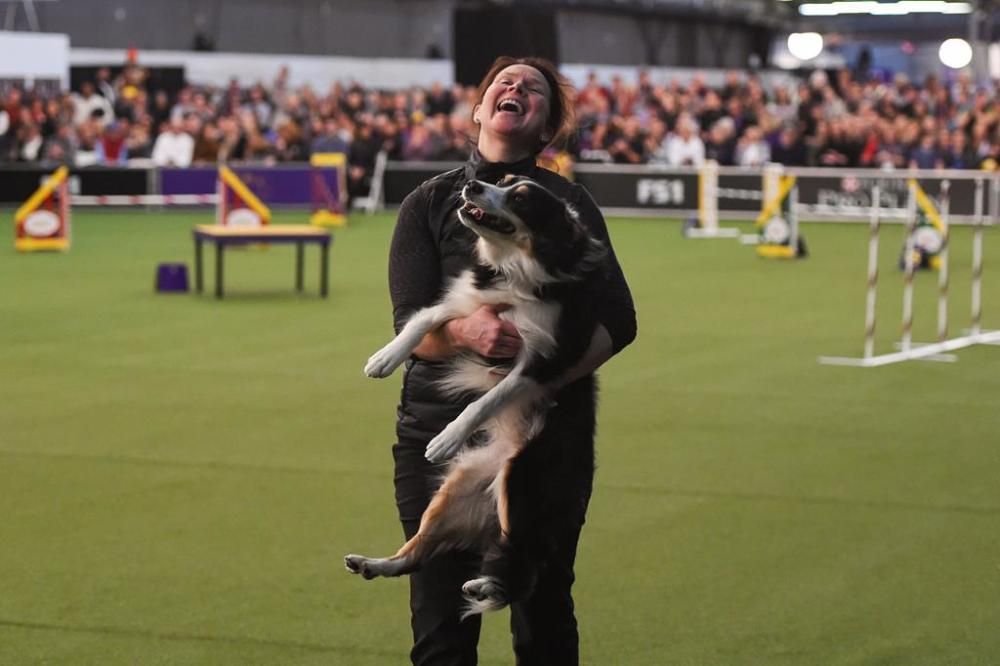 El Westminster Kennel Club, un dels shows de gossos de raça més importants del món