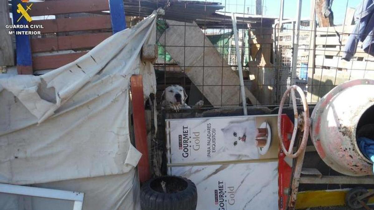 Imagen de archivo de una protectora de animales en Gran Canaria.