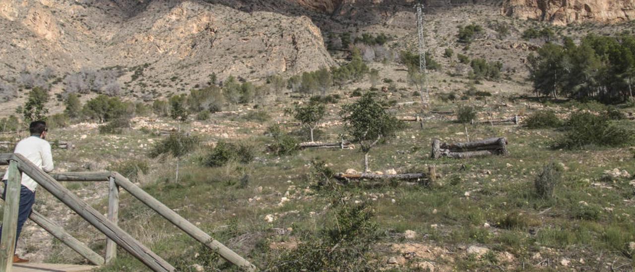 Ladera de la Sierra de Redován donde se arrancaron cientos de pinos por culpa del tomicus.