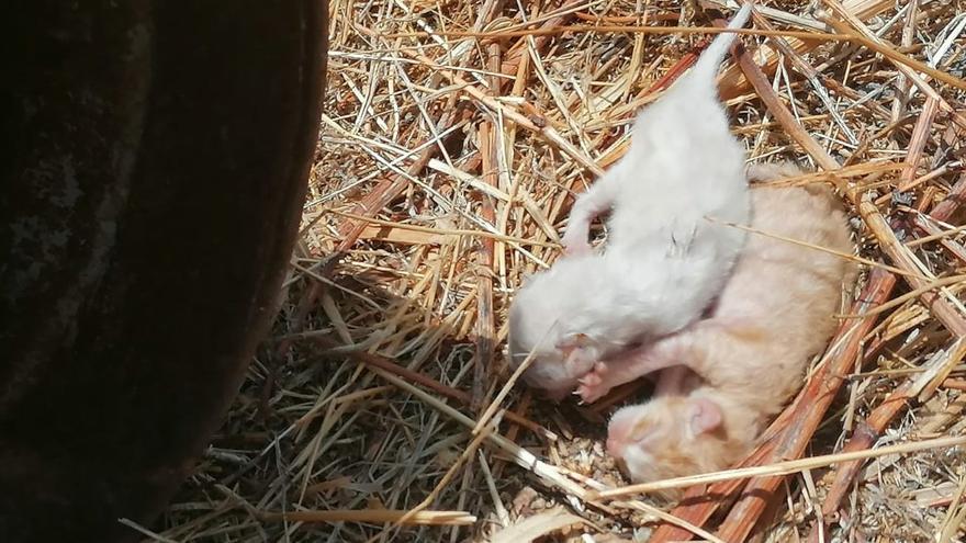 Algunas de las crías de gato abanadas en Santa Cruz de Tenerife.