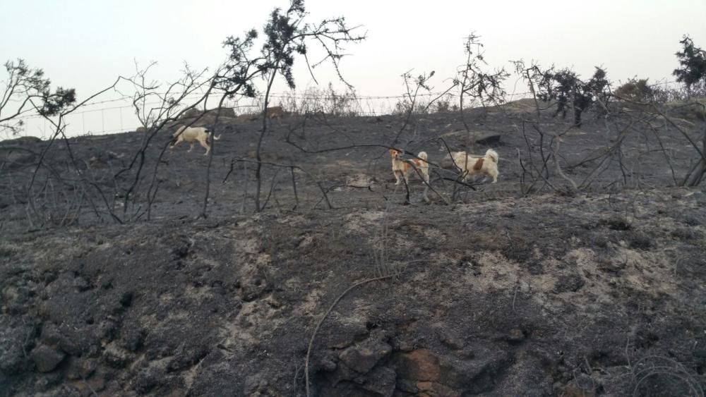 Incendios en Galicia | El fuego de Porto do Son arrasa el monte de A Curota