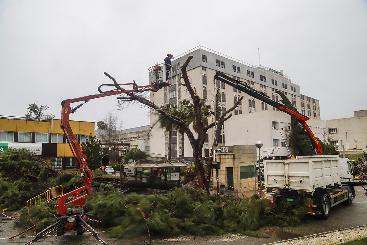 Un tornado deja un reguero de incidencias en el entorno del hospital Reina Sofía