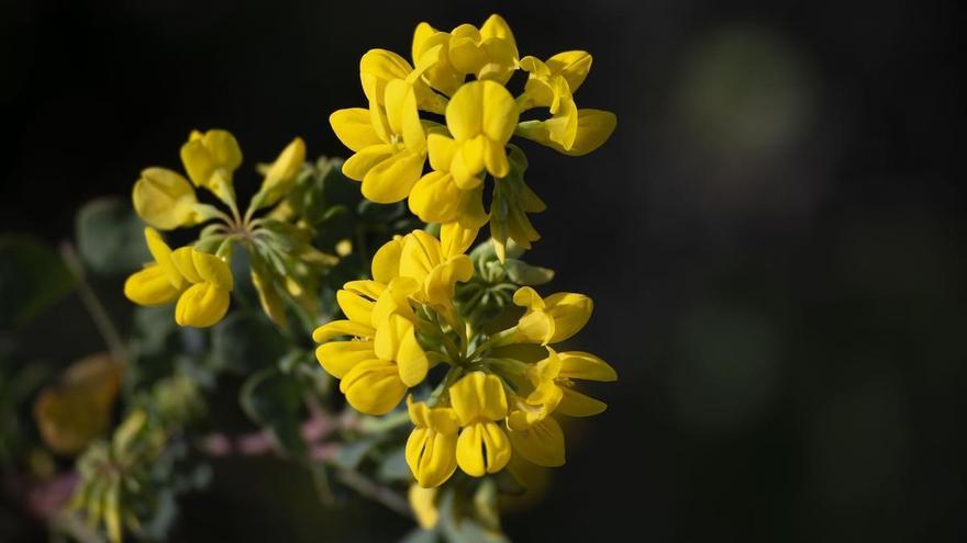 El especial significado de que te regalen flores amarillas esta semana