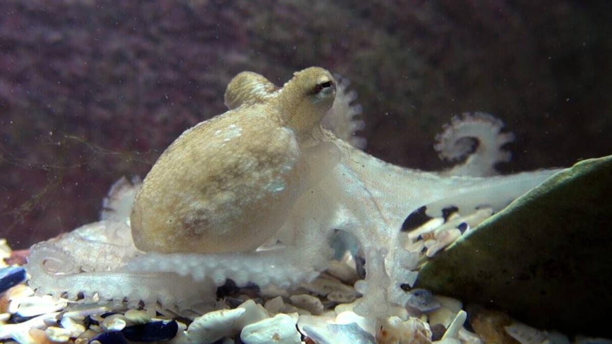 Pulpo de acuicultura de Nueva Pescanova con 95 días de edad.