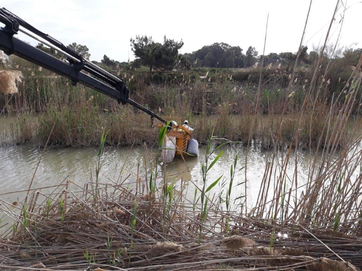 Limpieza del cauce del río Segura en Guardamar.