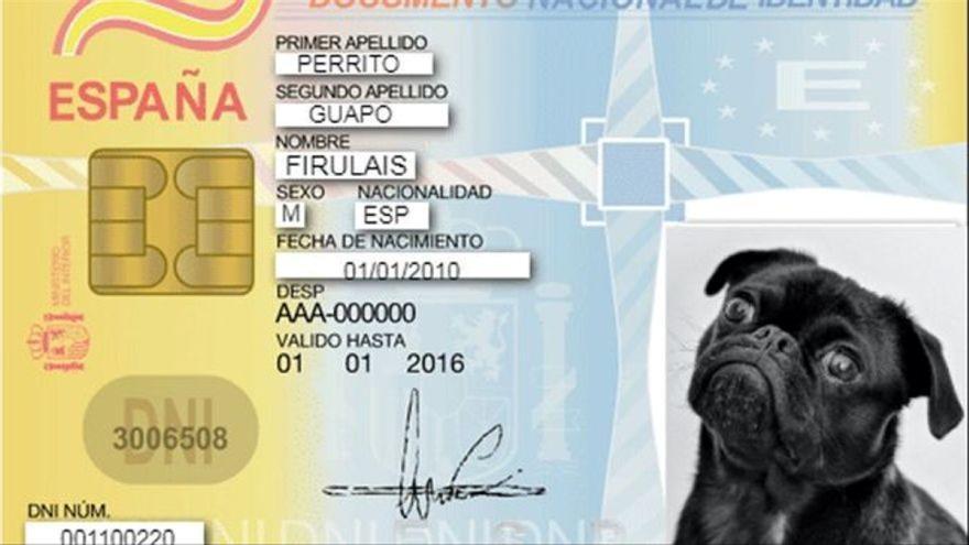 DNI obligatorio para perros y gatos: Todo lo que debes saber, posibles multas y cuándo se implanta