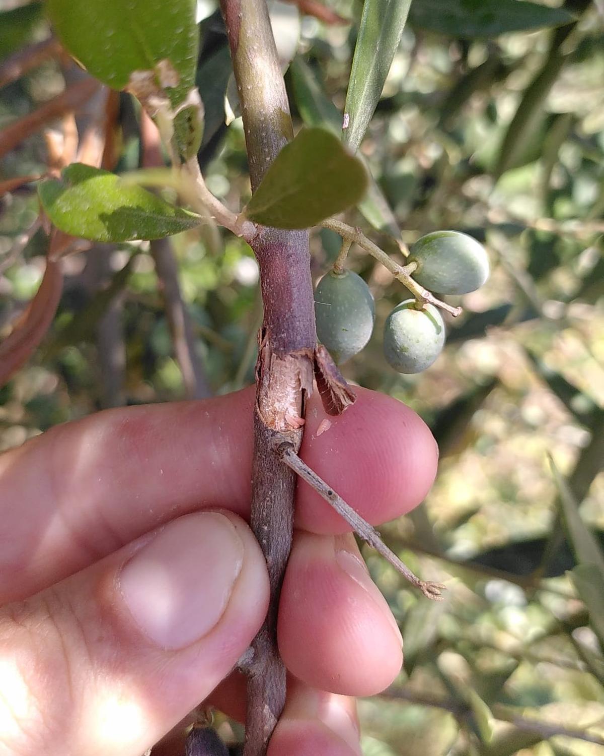 Campaña de la aceituna: APAEMA alerta de la presencia de un «insecto secundario» en el olivo